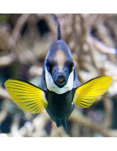 SIGANUS USPI