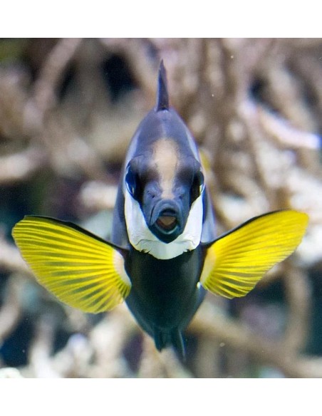 SIGANUS USPI