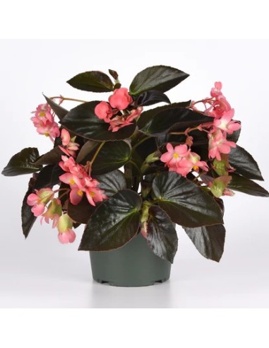 Begonia Dragon M13 KM0 - Planta Ornamental Resistente y Colorida | Endanea Garden

