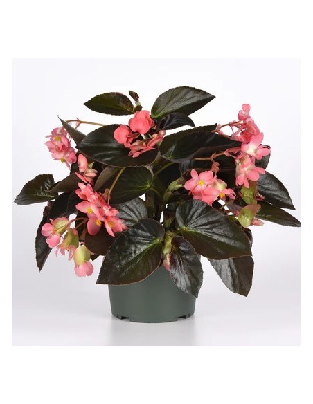 Begonia Dragon M13 KM0 - Planta Ornamental Resistente y Colorida | Endanea Garden

