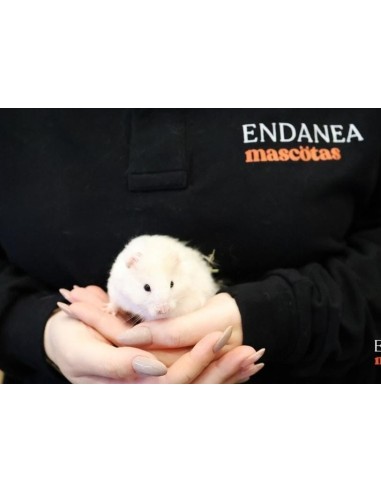 HAMSTER COMUN