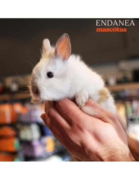 CONEJO TOY
