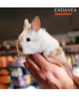 CONEJO TOY