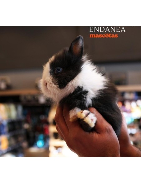 CONEJO TOY
