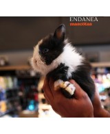 CONEJO TOY