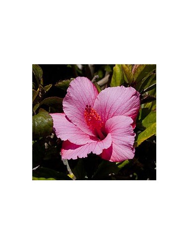 Hibiscus Rosa-Sinensis | Hibisco Exótico para Jardines y Terrazas - Endanea Garden

