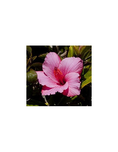 Hibiscus Rosa-Sinensis | Hibisco Exótico para Jardines y Terrazas - Endanea Garden

