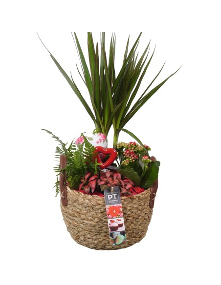 Composición Día de la Madre  Planta Mix en Base de Mimbre | Endanea Garden

