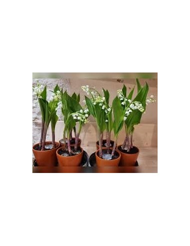MUGUET EXTRA   2 BRINS