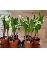 MUGUET EXTRA   2 BRINS