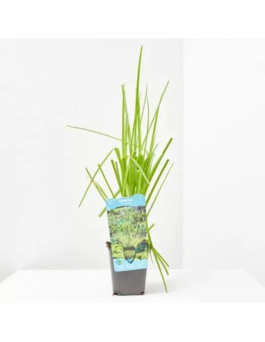 CYPERUS ALTERNIFOLIUS