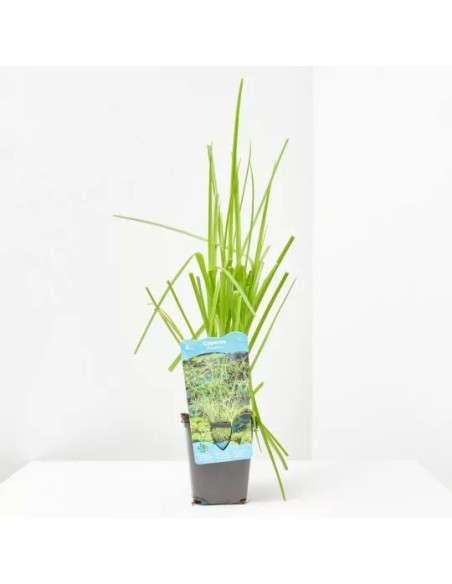 CYPERUS ALTERNIFOLIUS