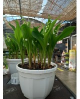 MUGUET 10 BRINS