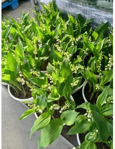 MUGUET EXTRA 5 BRINS