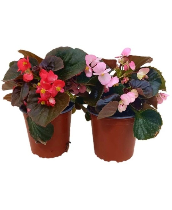 Begonia Elatior M13 KM0 - Planta de Interior Elegante y Colorida | Endanea Garden

