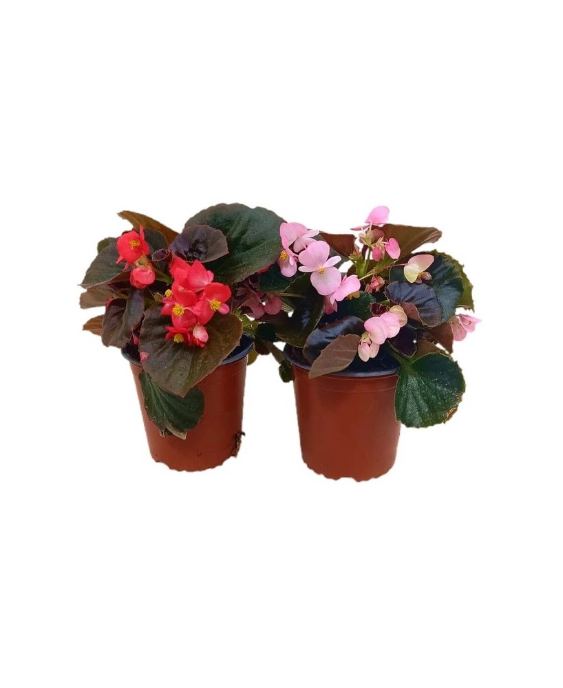 Begonia Elatior M13 KM0 - Planta de Interior Elegante y Colorida | Endanea Garden


