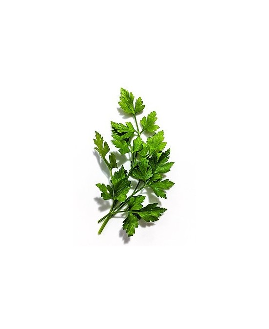 Perejil M13 KM0  Planta Aromática Fresca y Natural | Endanea Garden

