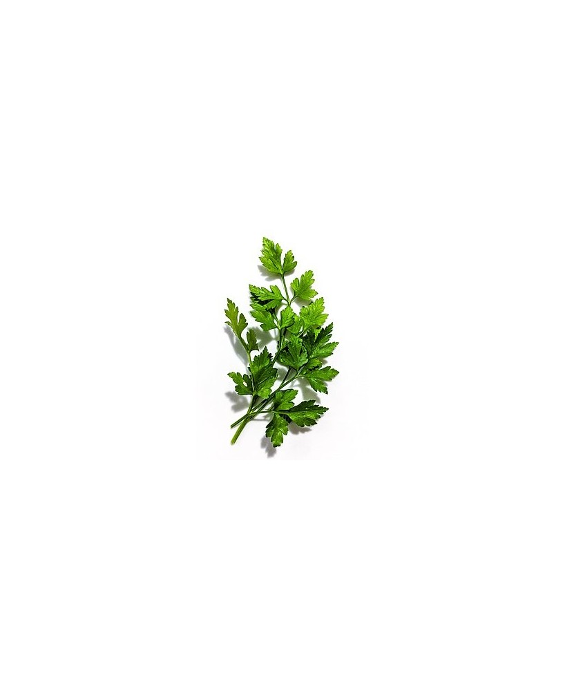 Perejil M13 KM0  Planta Aromática Fresca y Natural | Endanea Garden

