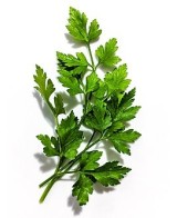 Perejil M13 KM0  Planta Aromática Fresca y Natural | Endanea Garden

