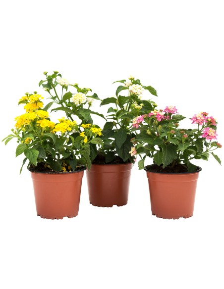Lantana Camara  Flores Multicolor y Resistencia para Tu Jardín | Endanea Garden

