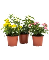 Lantana Camara  Flores Multicolor y Resistencia para Tu Jardín | Endanea Garden

