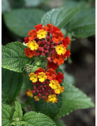 Lantana Camara  Flores Multicolor y Resistencia para Tu Jardín | Endanea Garden

