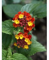 Lantana Camara  Flores Multicolor y Resistencia para Tu Jardín | Endanea Garden


