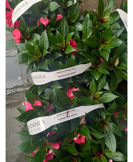 Pack 6 Plantas Alegría Guineana (Acalypha wilkesiana) | Follaje Tropical Colorido

