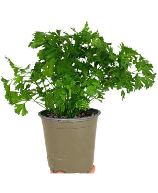 Perejil M13 KM0  Planta Aromática Fresca y Natural | Endanea Garden

