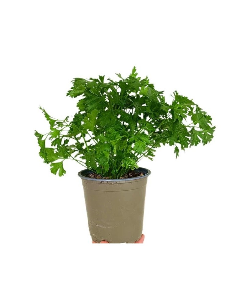 Perejil M13 KM0  Planta Aromática Fresca y Natural | Endanea Garden

