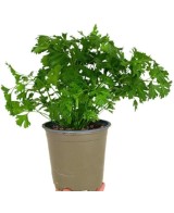 Perejil M13 KM0  Planta Aromática Fresca y Natural | Endanea Garden

