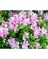 AZALEA