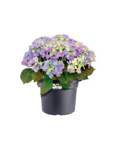 Maceta G.B. Cilindro 80 cm Negra para Plantas Grandes | Endanea Garden 2