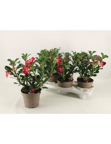 ADENIUM