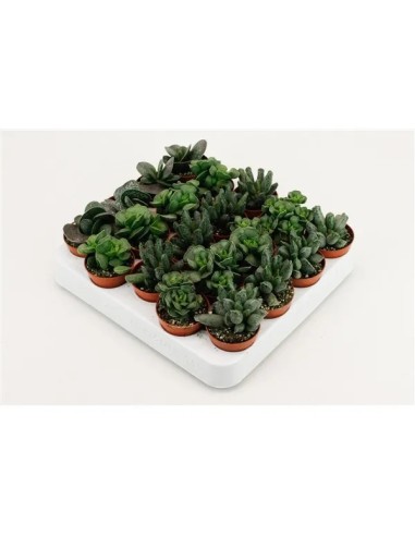 Adromiscus Mix M8.5 planta suculenta variedad colores y formas decorativa resistente