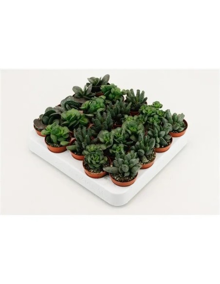 Adromiscus Mix M8.5 planta suculenta variedad colores y formas decorativa resistente