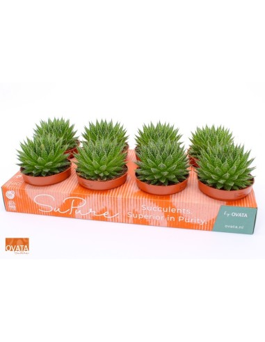 ALOE ARISTATA MAGIC SU PURE