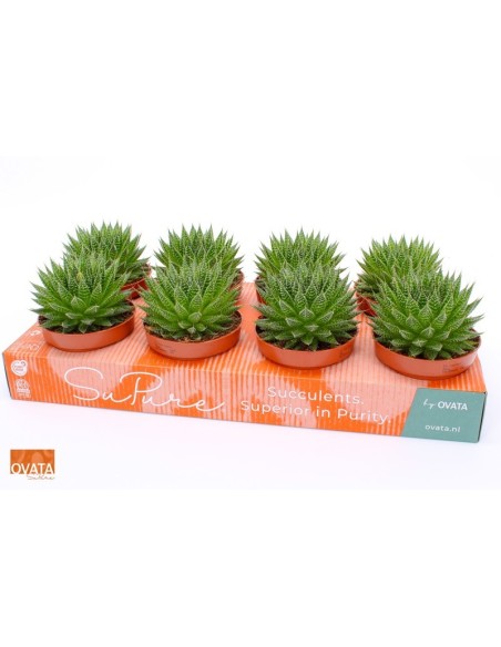 ALOE ARISTATA MAGIC SU PURE