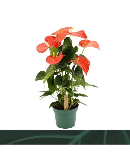 Anthurium  Planta Tropical de Interior con Flores Brillantes y Duraderas

