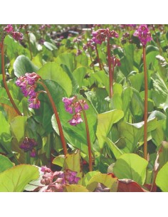 BERGENIA MIX