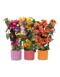 BOUGANVILLA DANIA PIRAMIDE M17