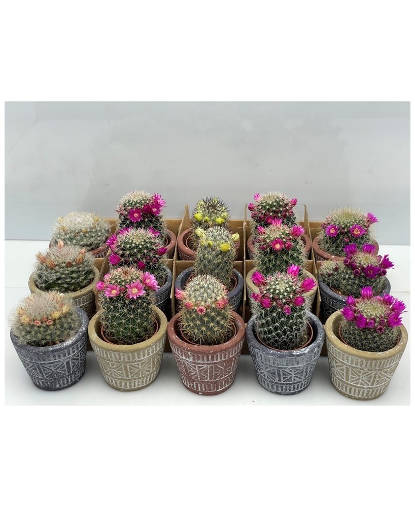 Cactus Mix en Endanea Garden  Variedad exclusiva de cactus resistentes, fáciles de cuidar y perfectos para decoración natural 