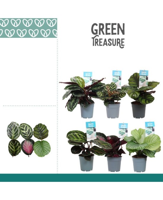 Calathea Mix M12 Planta de Interior Follaje Variado Verde Elegante