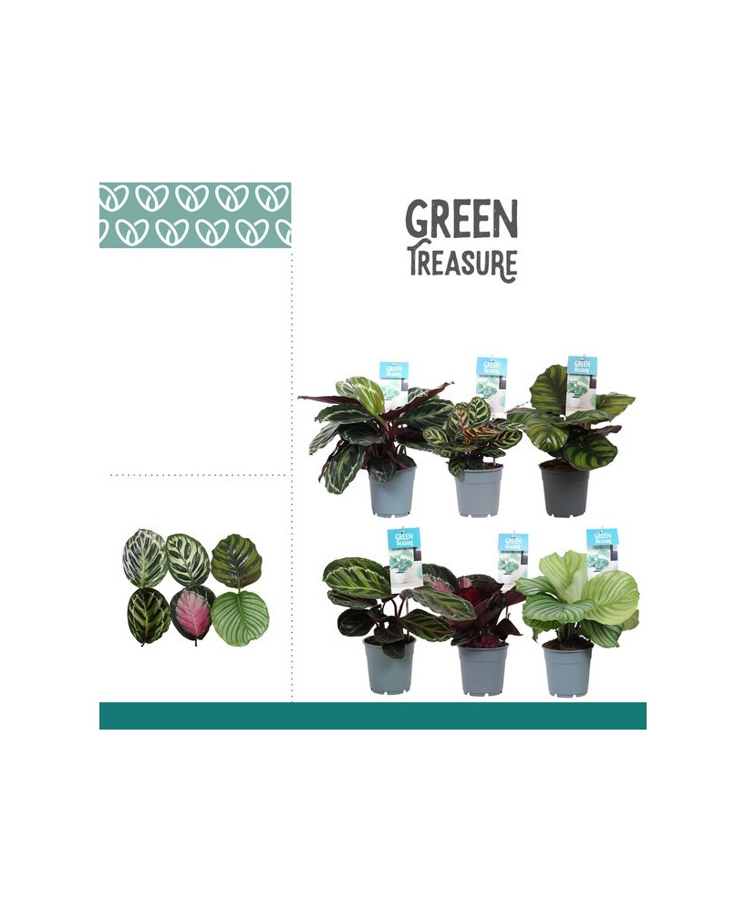 Calathea Mix M12 Planta de Interior Follaje Variado Verde Elegante