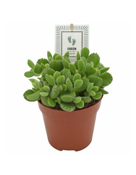Composición Floral COTYLEDON GREEN FOOTPRINT M12 Maceta M12 Decoración Natural