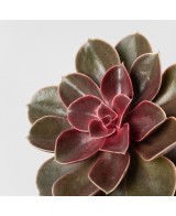 ECHEVERIA MAGIC