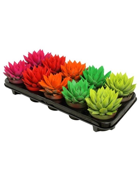 Echeveria Painted Fluo M10.5  Suculenta Fluorescente Fácil de Cuidar | Endanea Garden

