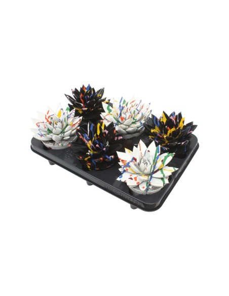 Echeveria Painted Splash Black White Mix M10.5 suculenta ornamental decorativa