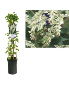 Fallopia Aubertii White  Enredadera Plateada para Jardines y Pérgolas

