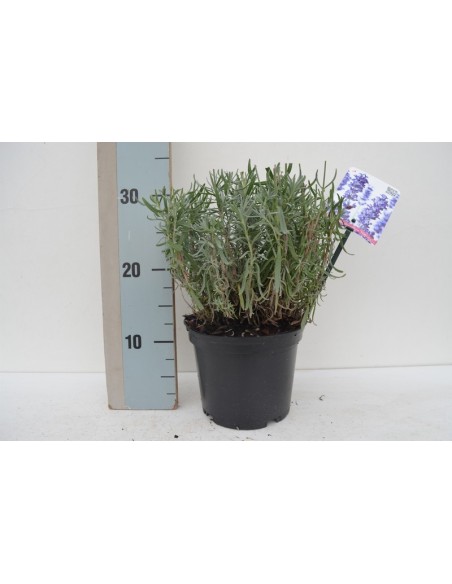 LAVANDA